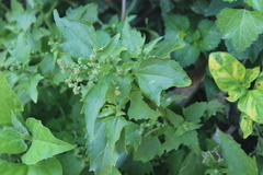 Chenopodium mucronatum