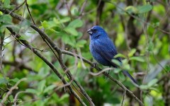 Cyanoloxia glaucocaerulea