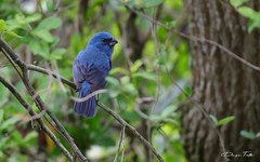 Cyanoloxia glaucocaerulea