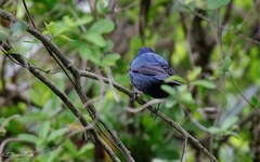 Cyanoloxia glaucocaerulea