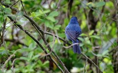 Cyanoloxia glaucocaerulea