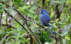 Cyanoloxia glaucocaerulea