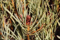 Protea acuminata