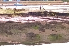 Haematopus ostralegus