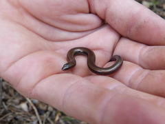 Scelotes fitzsimonsi