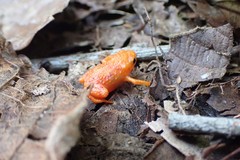 Brachycephalus pitanga