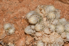 Anacampseros papyracea