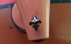 Verrucosa scapofracta