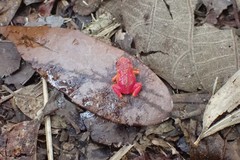 Brachycephalus pitanga