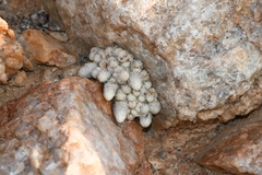 Anacampseros papyracea