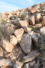 Anacampseros papyracea