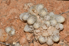 Anacampseros papyracea