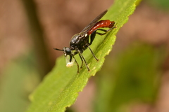 Lampria bicolor