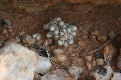 Anacampseros papyracea