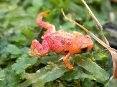 Brachycephalus pitanga