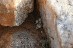 Anacampseros papyracea