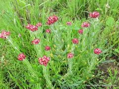 Helichrysum appendiculatum
