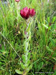 Helichrysum appendiculatum