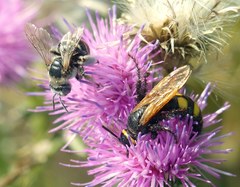 Scolia fuciformis