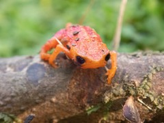 Brachycephalus pitanga