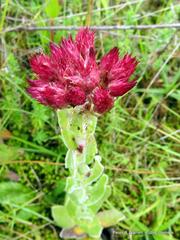 Helichrysum appendiculatum