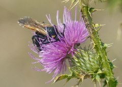 Scolia fuciformis