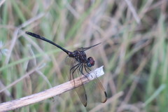 Dythemis nigrescens