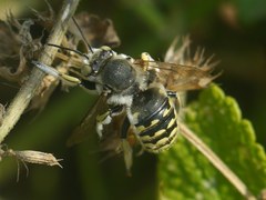 Anthidium cingulatum