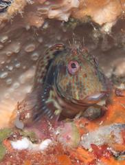 Parablennius cornutus
