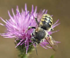 Anthidium cingulatum