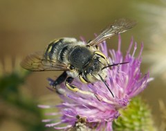 Anthidium cingulatum