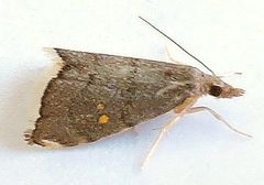 Microcausta bipunctalis