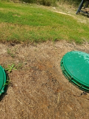 Papilio multicaudata