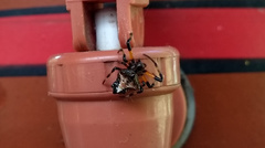 Verrucosa scapofracta