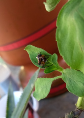 Verrucosa scapofracta