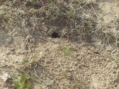 Cryptocheilus rubellus