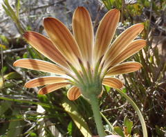 Dimorphotheca montana