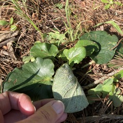 Pelargonium asarifolium