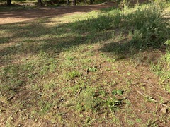 Pelargonium asarifolium
