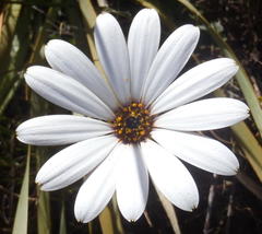 Dimorphotheca montana