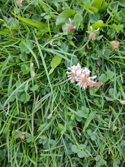 Trifolium