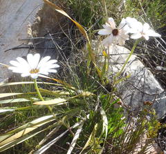 Dimorphotheca montana