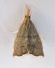 Microcausta bipunctalis