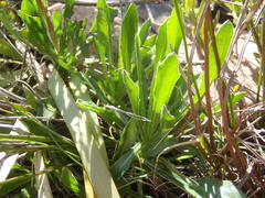 Dimorphotheca montana