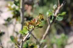 Eugenia umtamvunensis
