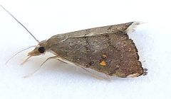 Microcausta bipunctalis