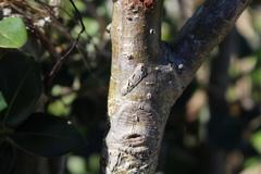 Eugenia umtamvunensis