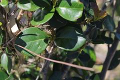 Eugenia umtamvunensis