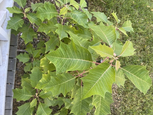Euphorbia pulcherrima observed 2021-09-12