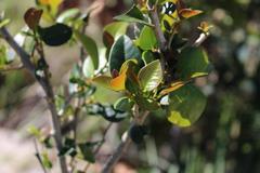 Eugenia umtamvunensis